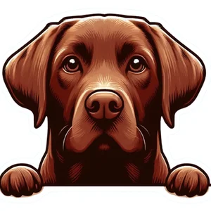 Chocolate Labrador Retriever Premium Dog Sticker by Unknown